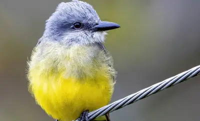 Cali se promociona ante más de 8 millones de observadores de aves en Latinoamérica a través de Merlin Bird ID