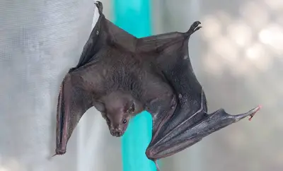 Cali alberga al menos 18 especies de murciélagos: el Dagma hace un llamado a protegerlos y desmontar mitos