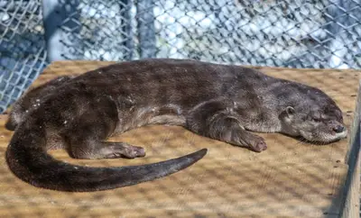 Nutria rescatada en un barrio de Cali no podrá volver a su hábitat natural: estaba domesticada