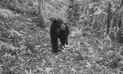 Confirman la presencia de un oso de anteojos en predios de conservación de Cali
