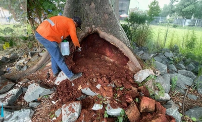 El Dagma inicia tratamientos fitosanitarios para salvar la flora urbana mediante el programa de compensaciones