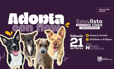 Cali abre su corazón a los ‘peluditos’: diez historias de vida esperan un hogar en la mega jornada de adopción del sábado