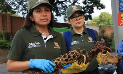 Autoridad ambiental hace incautación de fauna silvestre en la Terminal de Transporte: se intensifican controles previos a Semana Santa