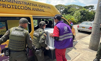 Multa de más de 60 millones de pesos por maltrato de ocho caninos y una minipig en Cali: el caso se remitirá a la Fiscalía
