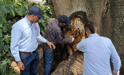 Tres árboles emblemáticos afectados con plagas y hongos son intervenidos por la autoridad ambiental
