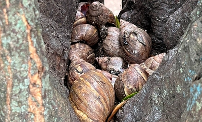 Unos 300 caracoles africanos fueron retirados de un parque en el barrio Guayacanes