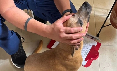 Se atienden dos casos de protección animal tras alertas ciudadanas en redes sociales