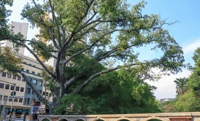 Cali es ratificada nuevamente como ‘Ciudad Árbol del Mundo’ al certificar la gestión de su arbolado urbano