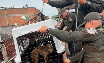 Histórico rescate en Cali: por primera vez se aplica la Ley Ángel para salvar animales en riesgo dentro de una vivienda