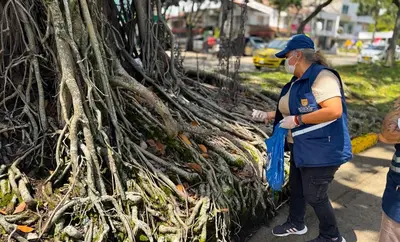 Secretaría de Salud realizó acciones de inspección, vigilancia y control a roedores en separador de la calle 9ª