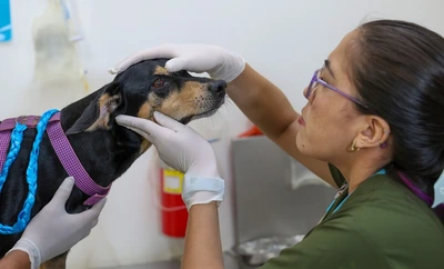 ¡Ojo! El moquillo puede matar a nuestros perros: no olvide mantener sus vacunas y refuerzos al día