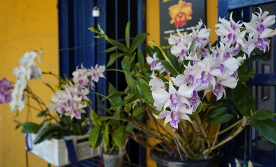 Celebra los 490 años de Cali entre orquídeas y naturaleza