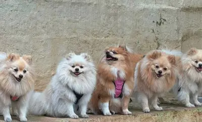 La Alcaldía de Cali y su Unidad de Protección Animal rechazan la desaparición de cinco perros de raza Pomerania