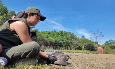 Regresan a su hábitat 18 animales silvestres rehabilitados en el Hogar de Paso