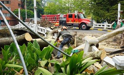 Distrito activa póliza de seguros tras caída de árbol en el puente del Gato de Tejada