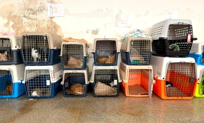 Protección Animal declara cuarentena preventiva y temporal en el Centro de Bienestar Animal para proteger a los animales bajo su cuidado
