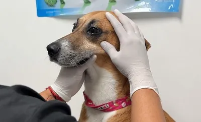 Protección Animal rescata un canino en condiciones de vulnerabilidad