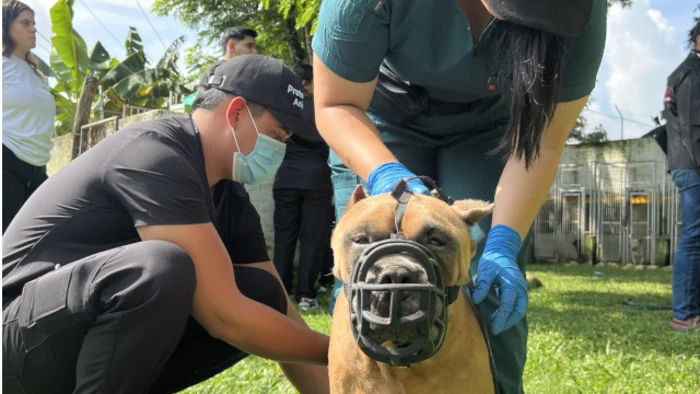 Protección Animal impone la sanción más alta en Cali por maltrato: 11 animales fueron rescatados en presunto criadero ilegal
