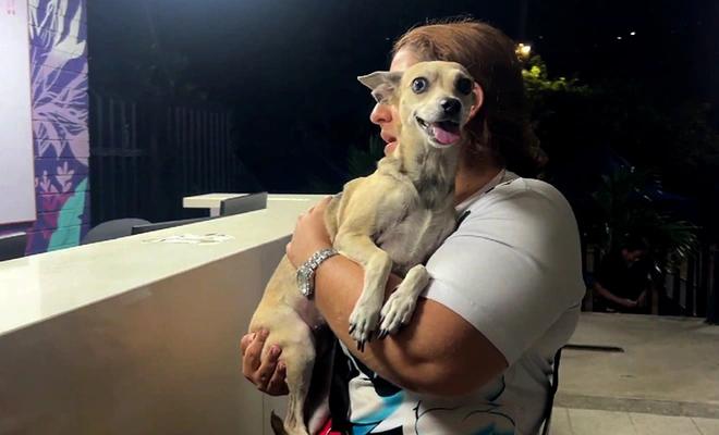 En Cali sí se atienden urgencias vitales para animales: 24/7