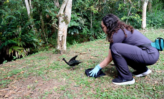 27 animales recuperados en el Hogar de Paso del Dagma retornaron a sus hábitats naturales