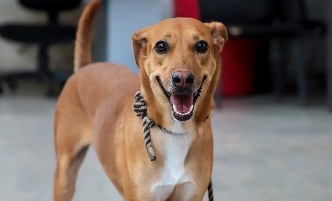 Alcaldía de Cali fortalece la protección animal con enfoque social: ‘peluditos’ de habitantes de calle reciben atención y cuidado