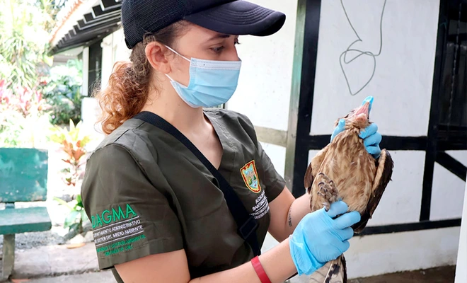 Autoridades investigan posible envenenamiento de 21 aves rapaces