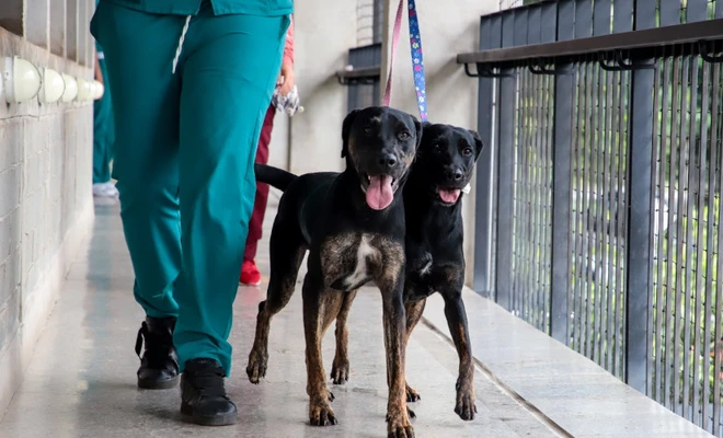 Alcaldía de Cali promueve formación práctica para futuros cuidadores de animales en convenio con instituciones educativas