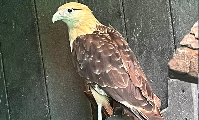 Piguas recuperadas de intoxicación serán liberadas el 16 de julio en el Parque de la Babilla