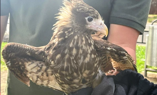 Cali recupera, libera y protege a sus animales silvestres: cuatro piguas regresaron a su hábitat natural