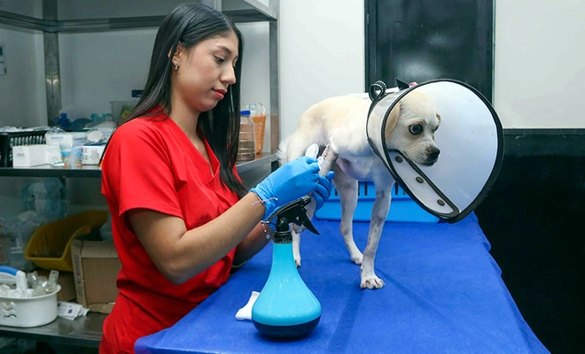 Vacunar a tus ‘peluditos’ es un acto de responsabilidad: aumentan los casos de moquillo y parvovirus por falta de inmunización