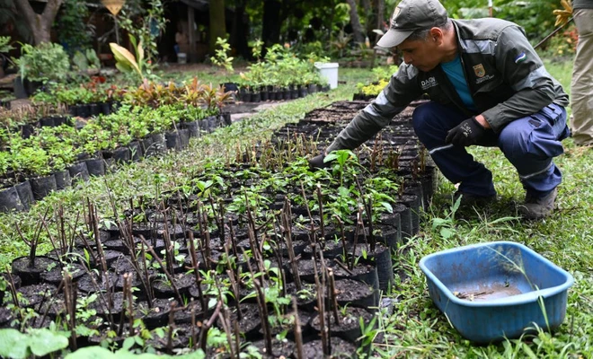 Más árboles para Cali en su cumpleaños 489