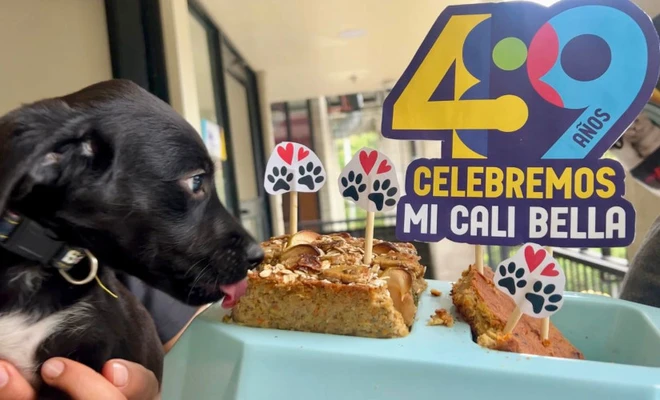 Cali está de cumpleaños y desde la Alcaldía lo celebramos con amor, torta y segundas oportunidades para nuestros animales