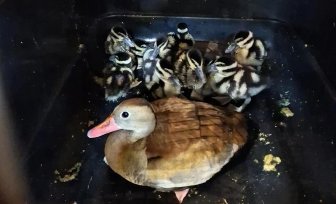 Caleña adoptó 6 huérfanos