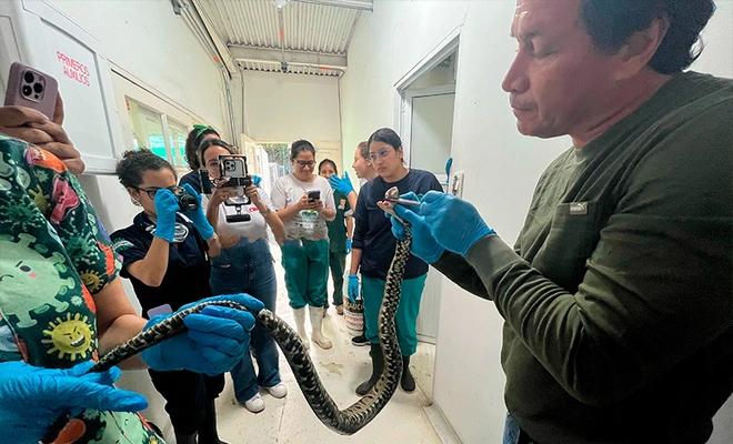 Bomberos de Cali rescatan una culebra ‘talla equis’ o ‘mapaná’: el  animal se recupera en el Hogar de Paso del Dagma