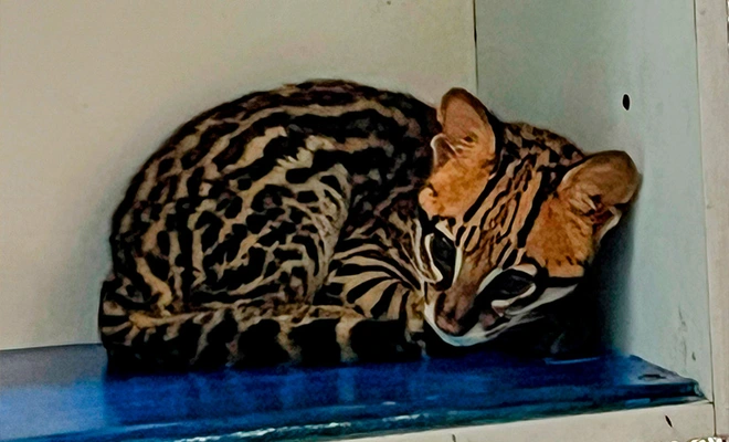 Un tigrillo volvió a casa tras cinco meses en el Hogar de Paso del Dagma: historia de recuperación única en su especie