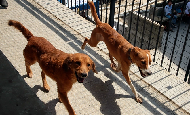 Centro de Bienestar Animal alerta sobre aumento de lesiones  osteomusculares en perros