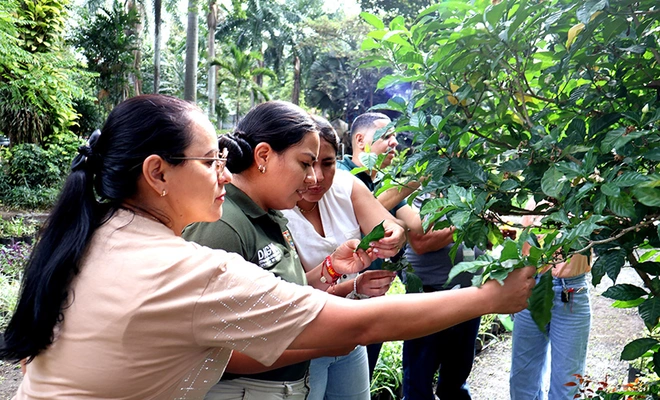 Funcionarios del Dagma acceden a nuevas herramientas para cuidar el arbolado urbano de Cali