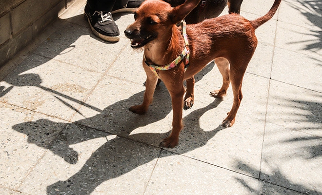 Aparecen mascotas abandonadas al frente del Centro de Bienestar Animal