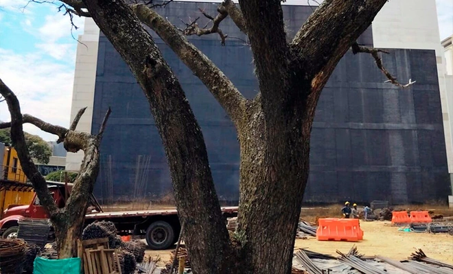 Alcaldía de Cali avanza en investigaciones a proyectos de construcción  por afectación de árboles