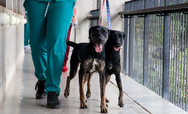¿Fue testigo de maltrato animal? Conozca cómo denunciar correctamente estos casos en Cali