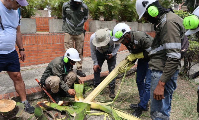 Dagma adelanta intervenciones para evitar que el cucarrón picudo siga afectando las palmas de la ciudad