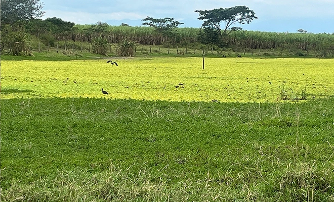 El canto de miles de aves: un espectáculo de paz en el humedal Pacheco, del corregimiento de Navarro