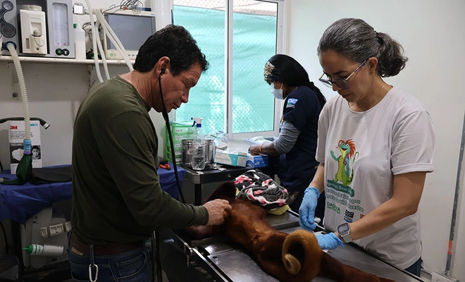 Animales recuperados por el Dagma fortalecerán programas de reproducción de vida silvestre
