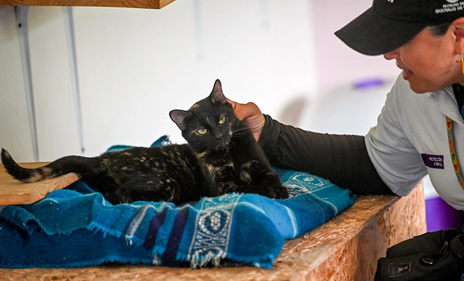 ¿Vas a adoptar un gato en Cali? Estas son las recomendaciones clave para preparar tu hogar y proteger su bienestar