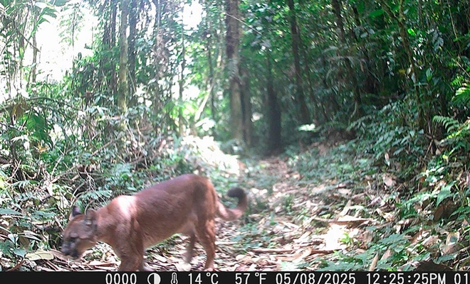 Cali adquiere 120 cámaras trampa y entra en la Red Otus para  monitorear su fauna silvestre