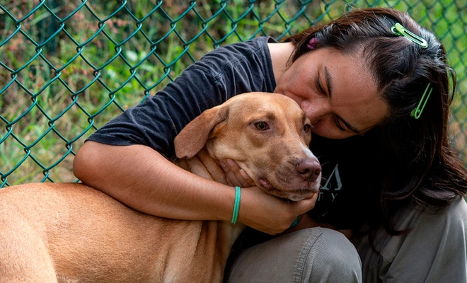 ‘Esperanza’: la perrita que sobrevivió al abandono y hoy solo quiere un  hogar donde la amen