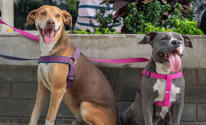Lluvias en Cali: ¿sabías que tu mascota se puede enfermar por mojarse? Esto dicen los expertos