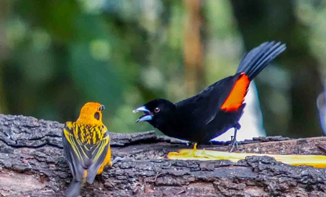 Cali se sigue consolidando como paraíso mundial de avistamiento de aves