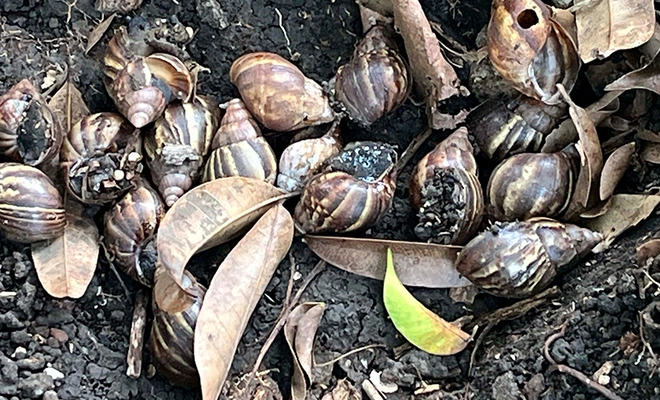 Alcaldía de Cali avanza en la recuperación de parques y zonas verdes  afectadas por la invasión de caracol africano
