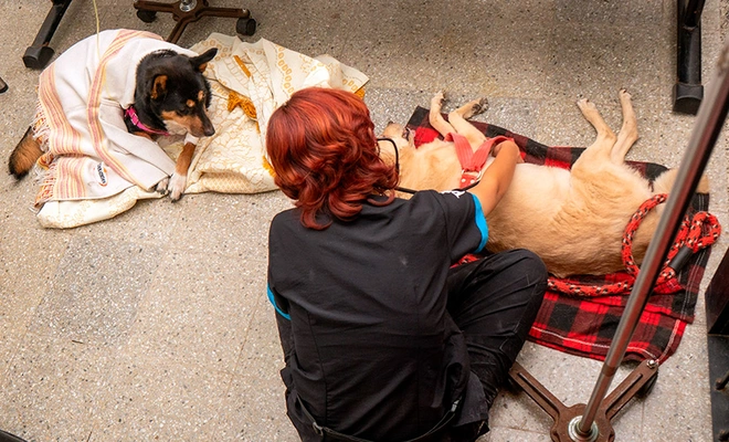 ¿Tu mascota está en una urgencia? Así funciona la atención 24/7  del Centro de Bienestar Animal de Cali
